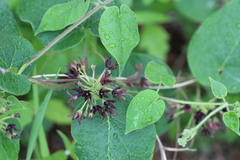 Matelea hirtelliflora