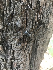 Zopherus laevicollis