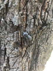 Zopherus laevicollis