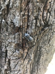 Zopherus laevicollis