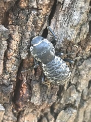 Zopherus laevicollis