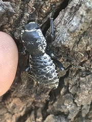 Zopherus laevicollis