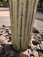 Carnegiea gigantea