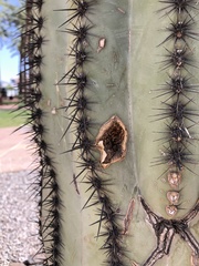 Carnegiea gigantea