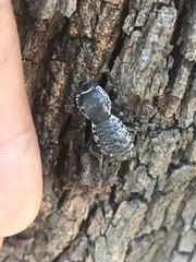 Zopherus laevicollis