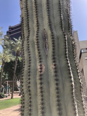 Carnegiea gigantea