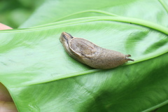 Parmarion