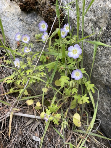 Kirtley's nemophila (Nemophila kirtleyi)