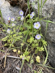 Nemophila kirtleyi