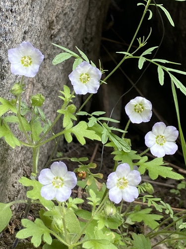 Kirtley's nemophila (Nemophila kirtleyi)