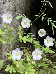 Nemophila kirtleyi