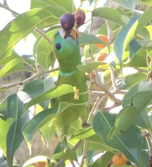 Bolbopsittacus lunulatus