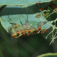 Lophyrotoma interrupta