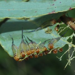 Lophyrotoma interrupta