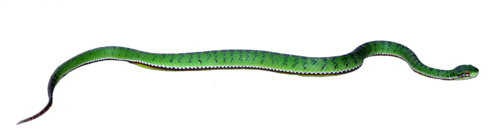 Tibetan Pit Viper