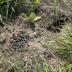 Thomomys talpoides