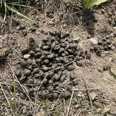 Thomomys talpoides