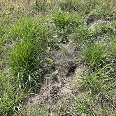 Thomomys talpoides
