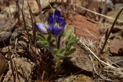 Lupinus malacophyllus