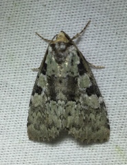 Leuconycta lepidula