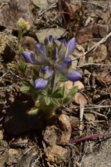 Lupinus malacophyllus
