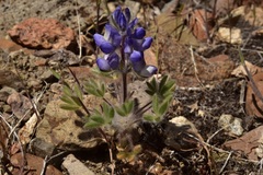 Lupinus malacophyllus