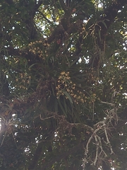 Encyclia parviflora