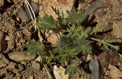 Lupinus malacophyllus