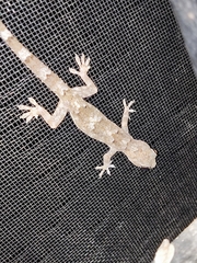 Hemidactylus mabouia