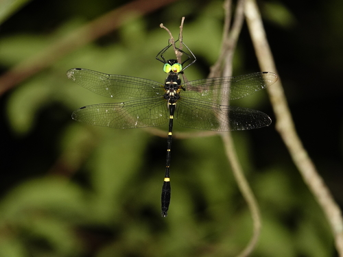 Macromia katae