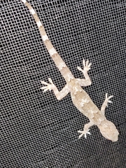 Hemidactylus mabouia