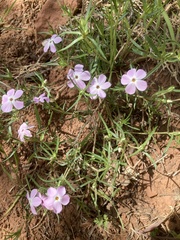 Phlox austromontana