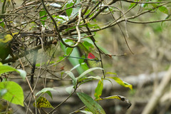 Archineura incarnata