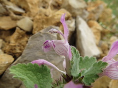 Lamium garganicum