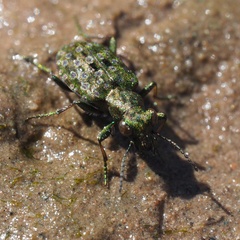 Elaphrus riparius