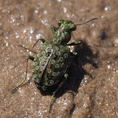 Elaphrus riparius