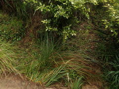 Juncus distegus