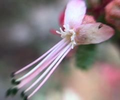 Erythrophysa alata
