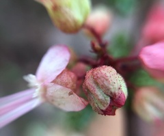 Erythrophysa alata