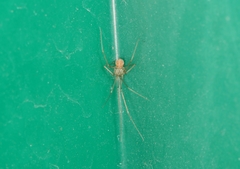 Spermophora senoculata