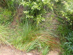 Juncus distegus