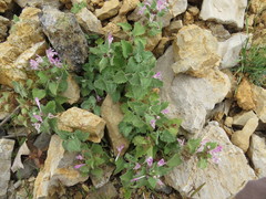 Lamium garganicum