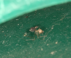 Spermophora senoculata