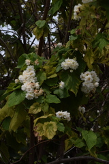 Sparrmannia africana