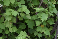 Sparrmannia africana