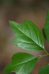 Maclura tricuspidata