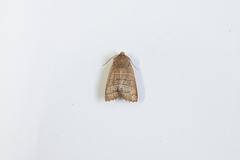 Eupsilia silla
