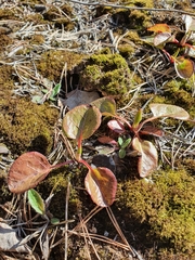 Orthilia secunda
