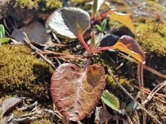 Orthilia secunda