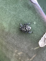 Peltophorus polymitus